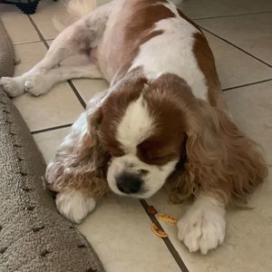 Meet your Posher, Janos